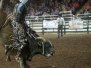 Bull Mania 2013