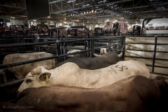 Redneck_Rodeos5