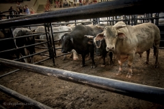 Redneck_Rodeos8